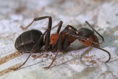Réf. 281 400 : Formica pratensis